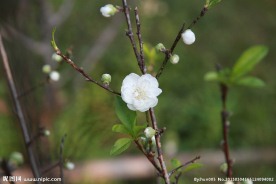 泉州森林公园白色桃花