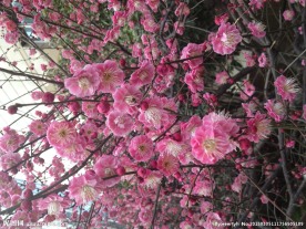 梅花