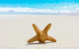 海星