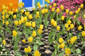 郁金香花展