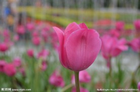 郁金香花展