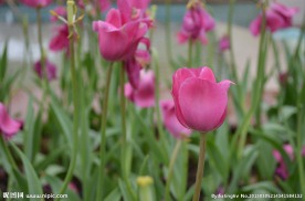 郁金香花展