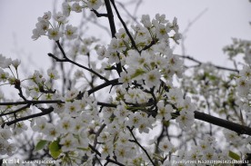 绽放梨花枝