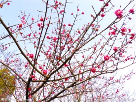 桃花满园
