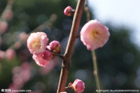 梅花