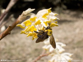 蜜蜂
