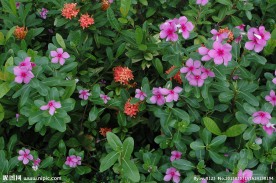 长春花