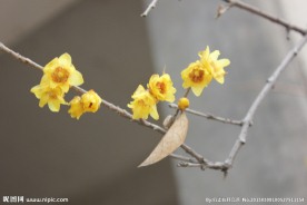 腊梅花