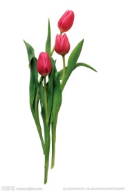 玫瑰花卉