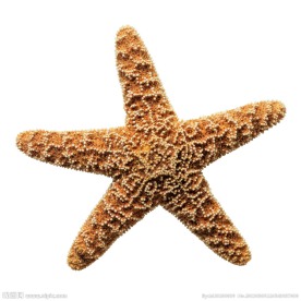 海星