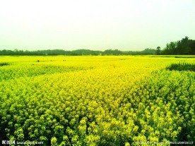 油菜花