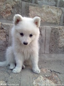 银狐犬