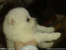 银狐犬