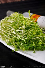 龙须菜