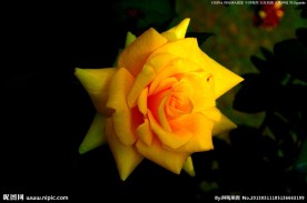 中国月季 月季花