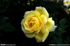 中国月季 黄色月季花