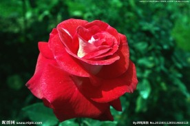 中国月季 月季花