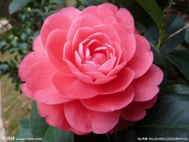 茶花