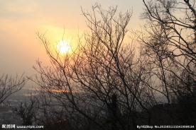 夕阳 树木 树枝