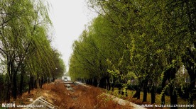 杨柳青青
