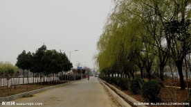 杨柳青青