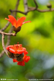 木棉花
