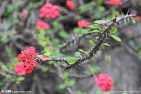 刺与小花