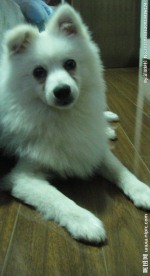 银狐犬