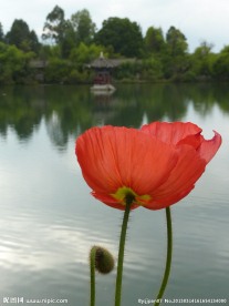 花开