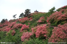 映山红