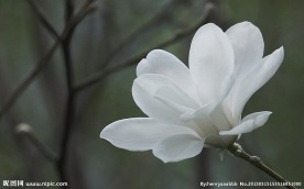 白色玉兰花