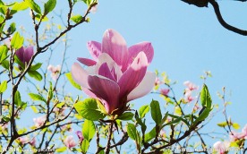漂亮的玉兰花