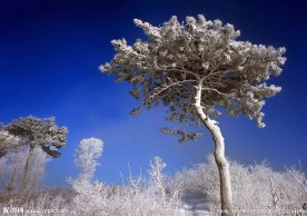 冬季冰雪雾凇