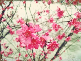 盛开的梅花