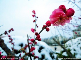 梅花 雪景
