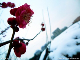 梅花 雪景