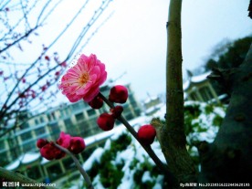 梅花 雪景