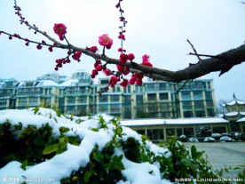 梅花 雪景