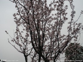 紫叶李
