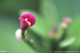 刺梅花