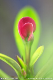 刺梅花