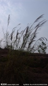 荒草