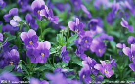 紫罗兰
