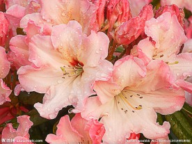 粉红百合花