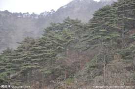 黄山松树