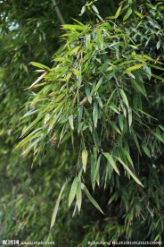 竹叶