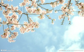 白花