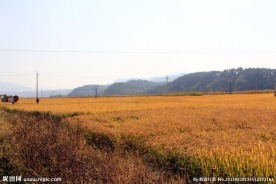 田园风光
