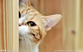 猫咪