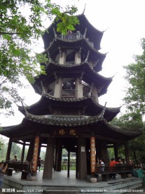 西溪湿地 湿地 植物